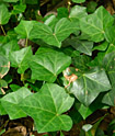 Hedera helix (English ivy)