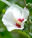Hibiscus syriacus (rose-of-Sharon)