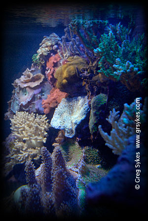 Propagated corals in Greg's mini-reef.