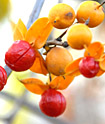 Celastrus orbiculatus (oriental bittersweet) in fruit