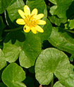Ficaria verna (Ranunculus ficaria, lesser celandine)
