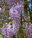 Wisteria sinensis (Chinese wisteria) in bloom