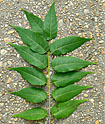 Ailanthus altissima (tree-of-heaven) leaf