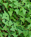 Persicaria perfoliata (mile-a-minute)