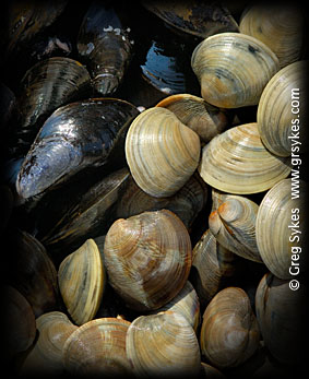 Mercenaria mercenaria (little neck clams)-Smith Island, Maryland, Chesapeake Bay and Mytilus edulis (blue mussels)-Prince Edward Island.