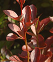 Berberis thunbergii (Japanese barberry)