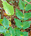 Berberis bealei (leatherleaf mahonia)
