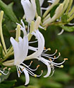 Japanese Honeysuckle (Lonicera japonica)