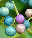 Ampelopsis brevipedunculata (porcelain-berry) in fruit