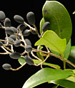 Ligustrum japonicum (wax-leaf privet)