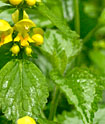 Lamium galeobdolon (yellow archangel or aluminium plant)