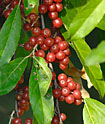 Elaeagnus umbellata (autumn olive) in fruit
