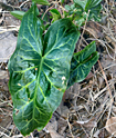 Arum italicum (Italian Arum) in leaf